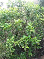 Alstonia balansae