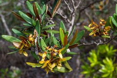 Acridocarpus austrocaledonicus