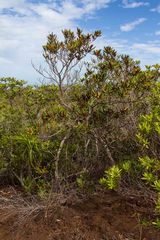 Acridocarpus austrocaledonicus