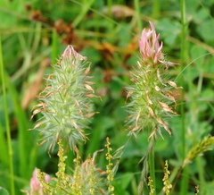 Trifolium incarnatum molinerii