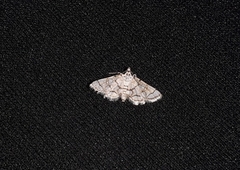 Elophila scitalis