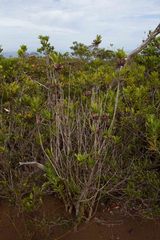 Peripterygia marginata