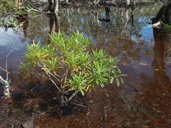 Rauvolfia semperflorens