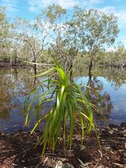 Lomandra insularis