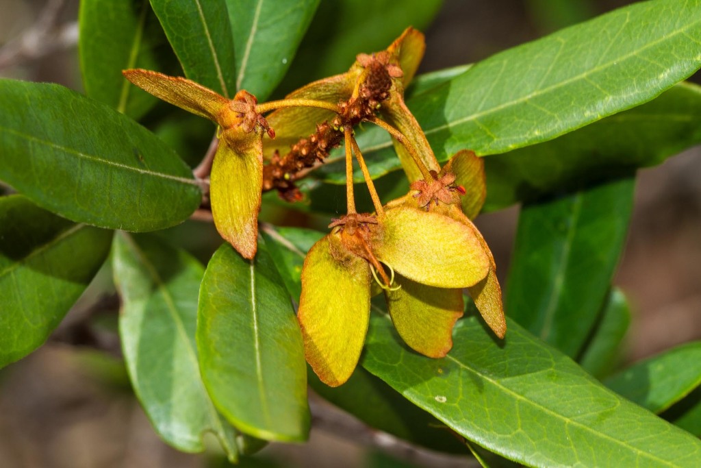 Acridocarpus austrocaledonicus