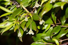 Uromyrtus