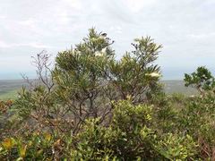 Grevillea exul