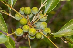Dysoxylum