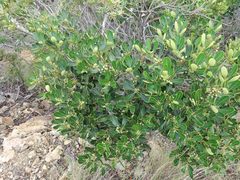 Notelaea austrocaledonica