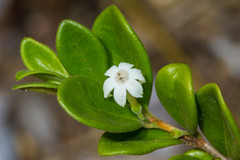 Cyclophyllum tieaense