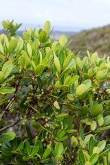 Notelaea austrocaledonica
