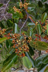 Alphitonia neocaledonica