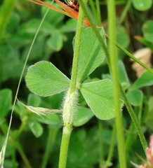 Trifolium incarnatum molinerii
