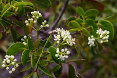Zanthoxylum pancheri