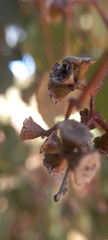 Eucalyptus baueriana thalassina