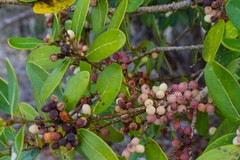 Notelaea austrocaledonica