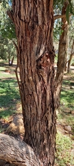 Eucalyptus baueriana thalassina