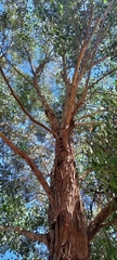 Eucalyptus baueriana thalassina