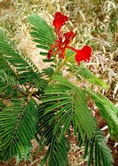Albizia lebbeck