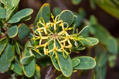 Stenocarpus