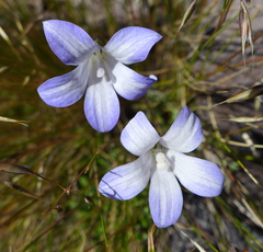 Wahlenbergia pygmaea