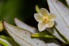 Uromyrtus