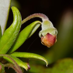 Uromyrtus