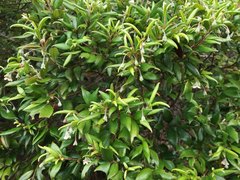 Uromyrtus