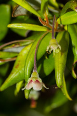 Uromyrtus