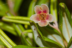 Uromyrtus