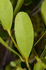 Notelaea austrocaledonica