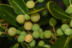 Notelaea austrocaledonica