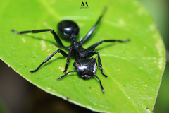 Cephalotes atratus