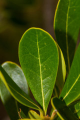 Notelaea austrocaledonica