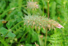 Trifolium incarnatum molinerii