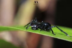 Cephalotes atratus