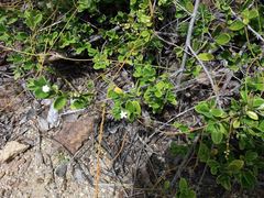 Cyclophyllum tieaense