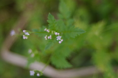 Valeriana chaerophylloides