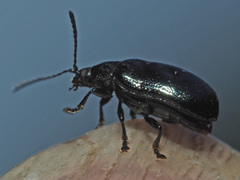 Phratora vulgatissima