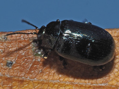 Phratora vulgatissima