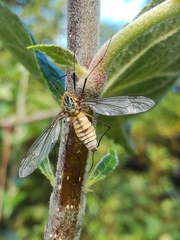Leptotarsus vulpinus