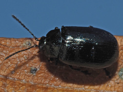 Phratora vulgatissima