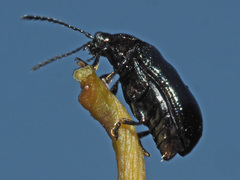 Phratora vulgatissima