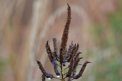 Veronicastrum virginicum
