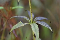 Veronicastrum virginicum