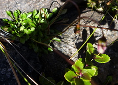 Wahlenbergia pygmaea