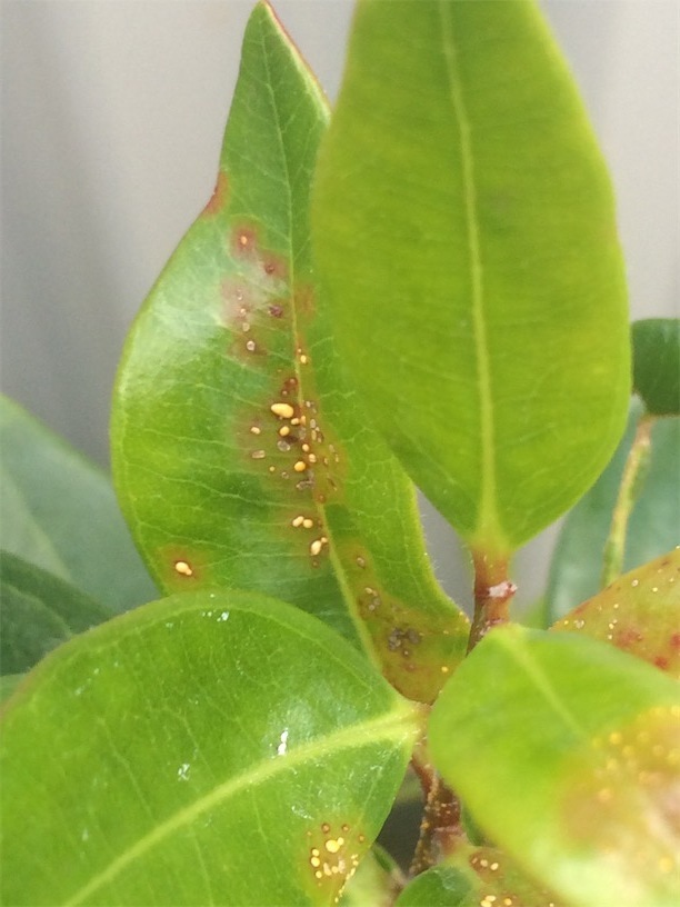 Myrtle Rust in February 2021 by waderose · iNaturalist