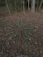 Yucca louisianensis