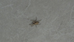 Menemerus bivittatus