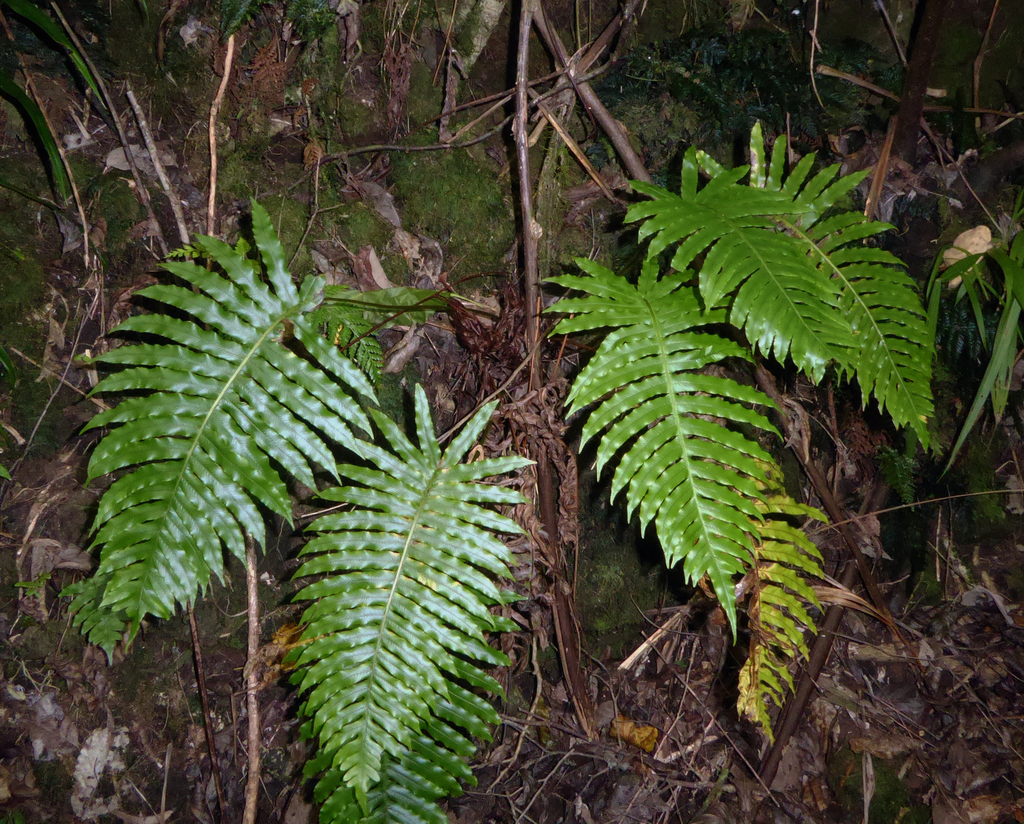 Cranfillia glabrescens